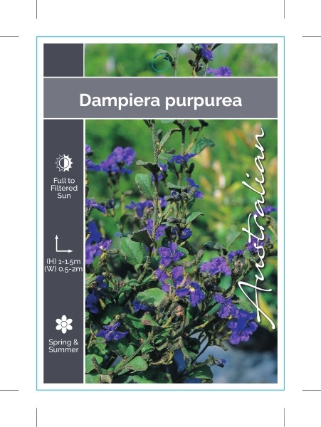 Picture of DAMPIERA PURPUREA                                                                                                                                     