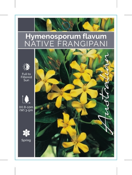 Picture of HYMENOSPORUM FLAVUM NATIVE FRANGIPANI                                                                                                                 