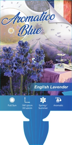 Picture of LAVENDER AROMATICO BLUE (Lavandula angustifolia)                                                                                                      