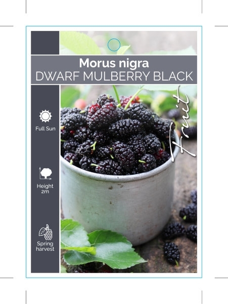 Picture of FRUIT MULBERRY BLACK DWARF                                                                                                                            