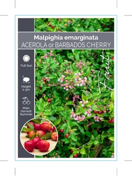 Picture of FRUIT ACEROLA OR BARBADOS CHERRY                                                                                                                      