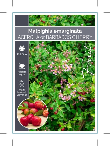 Picture of FRUIT ACEROLA OR BARBADOS CHERRY                                                                                                                      