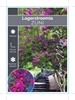Picture of LAGERSTROEMIA ZUNI Jumbo Tag                                                                                                                          