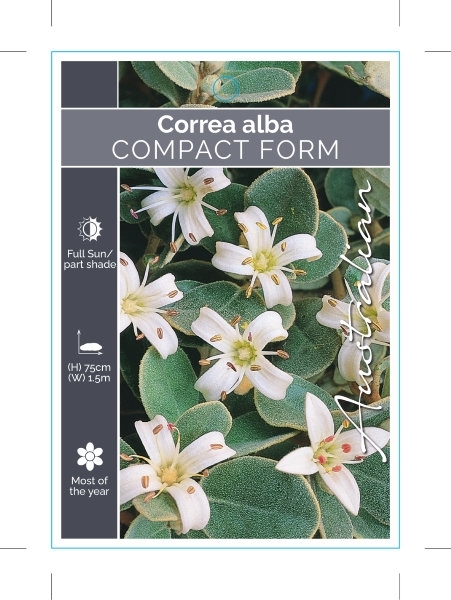 Picture of CORREA ALBA COMPACT FORM                                                                                                                              