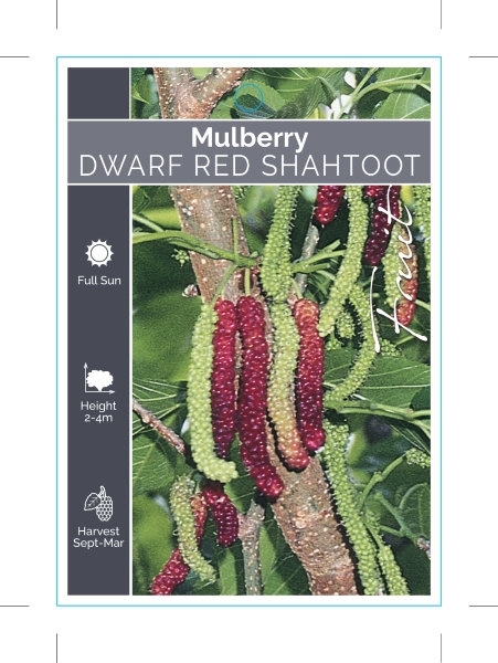 Picture of FRUIT MULBERRY DWARF RED SHAHTOOT                                                                                                                     