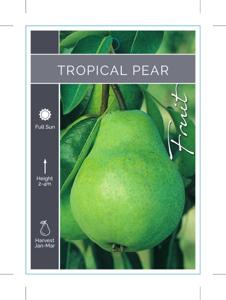 Picture of FRUIT PEAR TROPICAL                                                                                                                                   