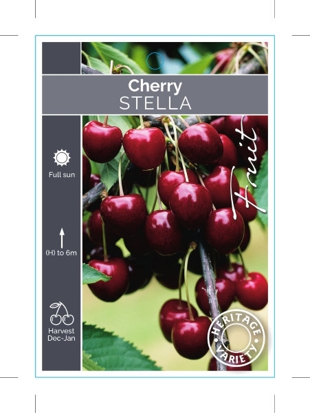 Picture of FRUIT CHERRY STELLA (HERITAGE)                                                                                                                        