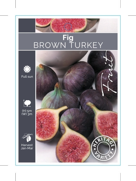 Picture of FRUIT FIG BROWN TURKEY (HERITAGE)                                                                                                                     