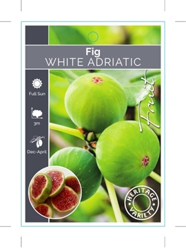 Picture of FRUIT FIG WHITE ADRIATIC (HERITAGE)                                                                                                                   