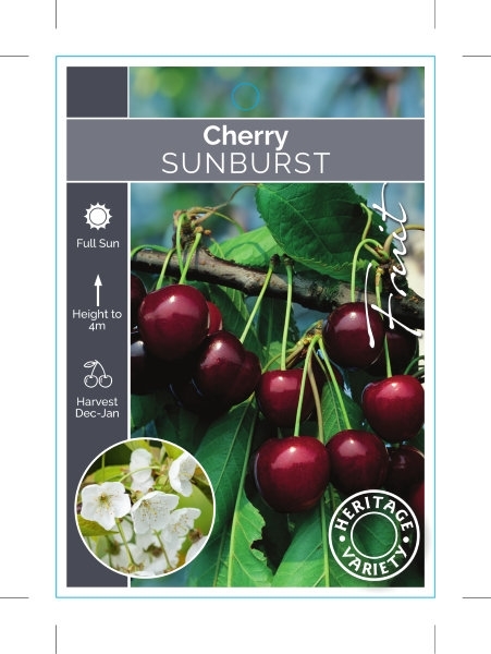 Picture of FRUIT CHERRY SUNBURST (HERITAGE)                                                                                                                      