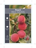 Picture of FRUIT PEACH RED HAVEN (HERITAGE) Jumbo Tag                                                                                                            