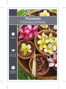 Picture of PLUMERIA FRANGIPANI (UNNAMED VARIETY)                                                                                                                 