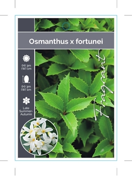 Picture of OSMANTHUS X FORTUNEI                                                                                                                                  