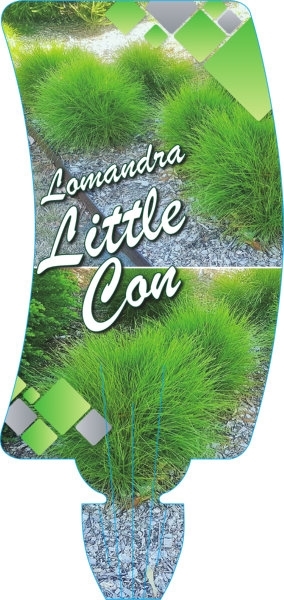 Picture of LOMANDRA LITTLE CON                                                                                                                                   