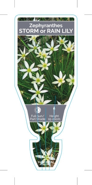 Picture of BULB ZEPHYRANTHES STORM OR RAIN LILY                                                                                                                  