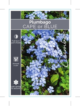 Picture of PLUMBAGO AURICULATA CAPE OR BLUE                                                                                                                      