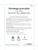 Picture of PLUMBAGO AURICULATA VAR ALBA WHITE                                                                                                                    