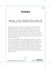 Picture of AZALEA MOLLIS/DECIDUOUS - (UNNAMED VARIETY)                                                                                                           