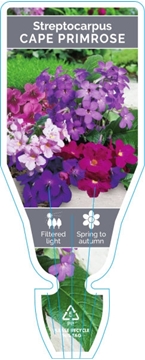 Picture of STREPTOCARPUS - MIXED PICTURE (UNNAMED VARIETY)                                                                                                       