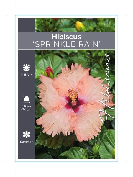 Picture of HIBISCUS SPRINKLE RAIN                                                                                                                                