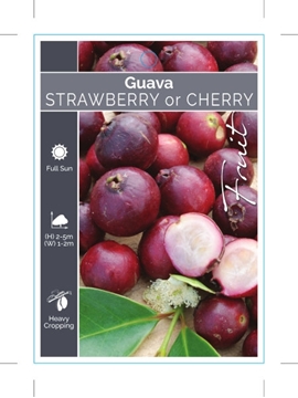Picture of FRUIT GUAVA STRAWBERRY OR CHERRY                                                                                                                      
