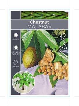 Picture of NUT MALABAR CHESTNUT                                                                                                                                  