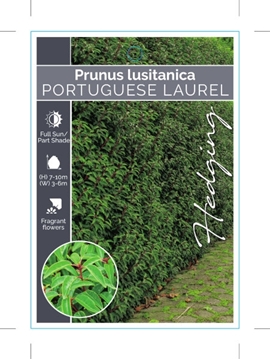 Picture of PRUNUS LUSITANICA PORTUGUESE LAUREL                                                                                                                   