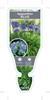 Picture of AGAPANTHUS BLUE                                                                                                                                       