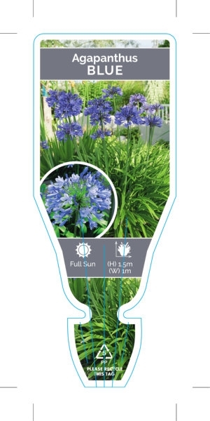 Picture of AGAPANTHUS BLUE                                                                                                                                       