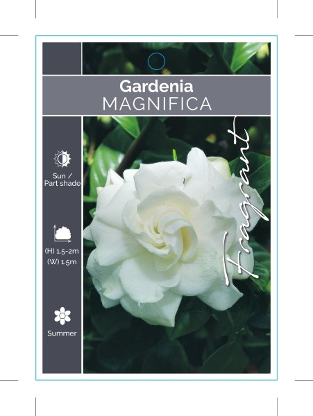 Picture of GARDENIA MAGNIFICA                                                                                                                                    