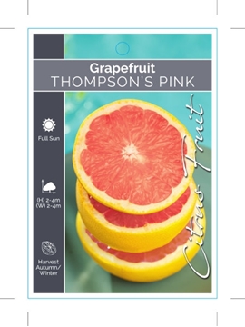Picture of FRUIT CITRUS GRAPEFRUIT THOMPSONS PINK                                                                                                                