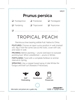Picture of FRUIT PEACH TROPICAL (TICK BOX)                                                                                                                       