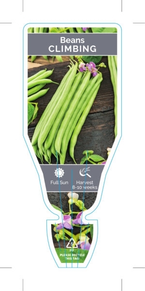Picture of VEGETABLE BEANS CLIMBING (Phaseolus vulgaris)                                                                                                         