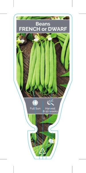 Picture of VEGETABLE BEANS FRENCH or DWARF (Phaseolus vulgaris)                                                                                                  