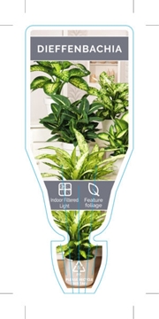Picture of HOUSEPLANT DIEFFENBACHIA - MIXED PICTURE (UNNAMED VARIETY)                                                                                            