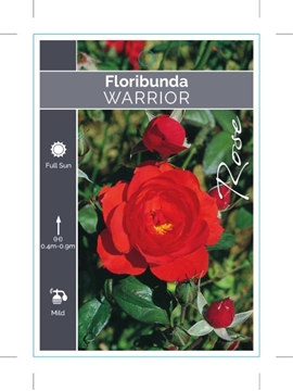 Picture of **ROSE WARRIOR (FL)                                                                                                                                   