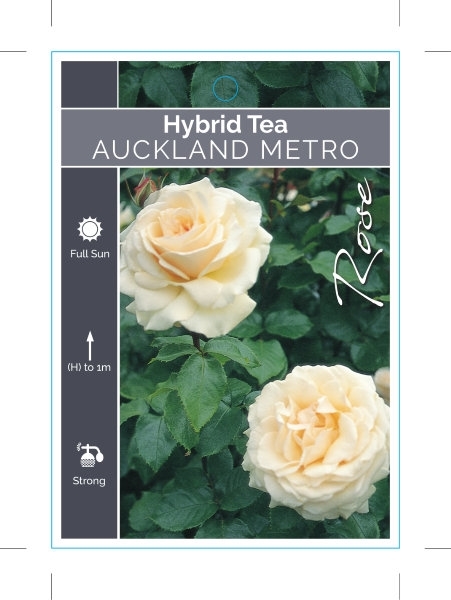 Picture of **ROSE AUCKLAND METRO (HT)                                                                                                                            