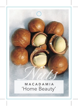 Picture of NUT MACADAMIA HOME BEAUTY                                                                                                                             