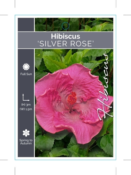 Picture of HIBISCUS SILVER ROSE                                                                                                                                  