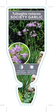 Picture of TULBAGHIA VIOLACEA SOCIETY OR WILD GARLIC                                                                                                             