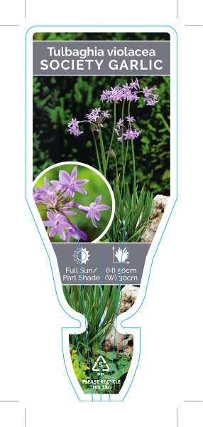 Picture of TULBAGHIA VIOLACEA SOCIETY OR WILD GARLIC                                                                                                             