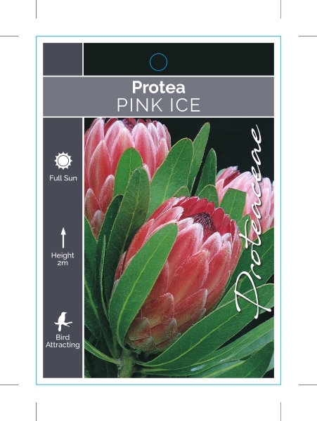 Picture of PROTEA PINK ICE                                                                                                                                       