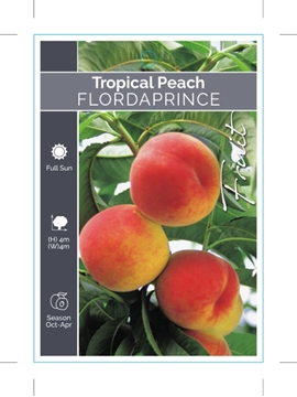 Picture of FRUIT PEACH TROPICAL FLORDAPRINCE                                                                                                                     