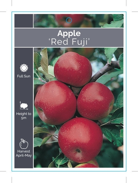 Picture of FRUIT APPLE RED FUJI Jumbo Tag                                                                                                                        
