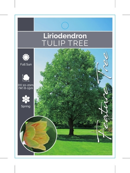 Picture of LIRIODENDRON TULIPIFERA TULIP TREE                                                                                                                    