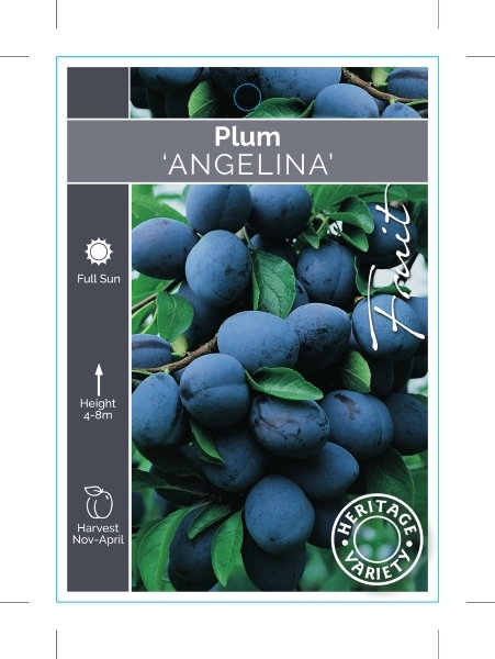 Picture of FRUIT PLUM ANGELINA (HERITAGE)                                                                                                                        