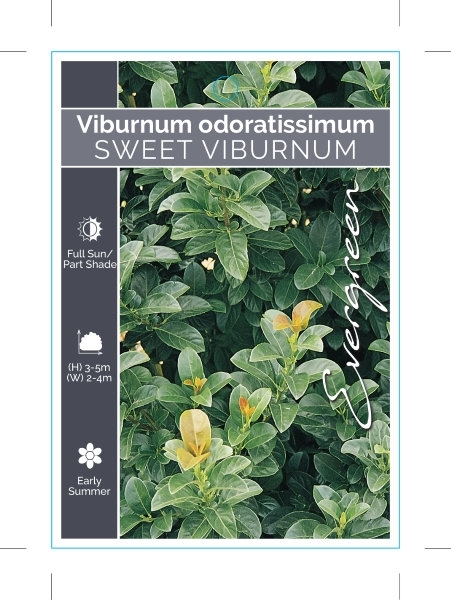 Picture of VIBURNUM ODORATISSIMUM SWEET VIBURNUM                                                                                                                 