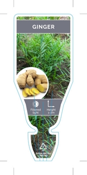 Picture of GINGER Zingiber officinale                                                                                                                            