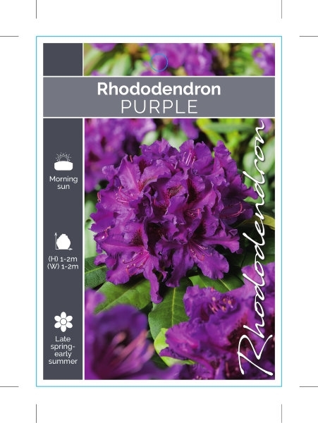 Picture of RHODODENDRON PURPLE SHADE (UNNAMED VARIETY)                                                                                                           