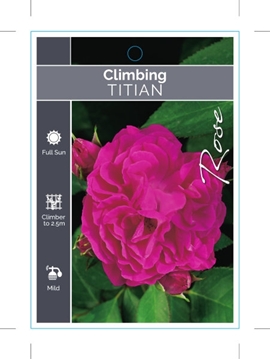 Picture of ROSE TITIAN CLIMBING                                                                                                                                  